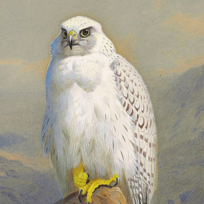 Un Falco Della Groenlandia Su Uno Sperone Roccioso Archibald Thorburn ath4 quadro stampato su tela