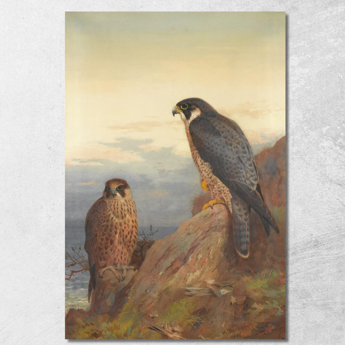 Un Falco Pellegrino Adulto E Uno Giovane Archibald Thorburn ath16 quadro stampato su tela Un Falco Pellegrino Adulto E Uno Giovane Archibald Thorburn ath16 quadro stampato su tela