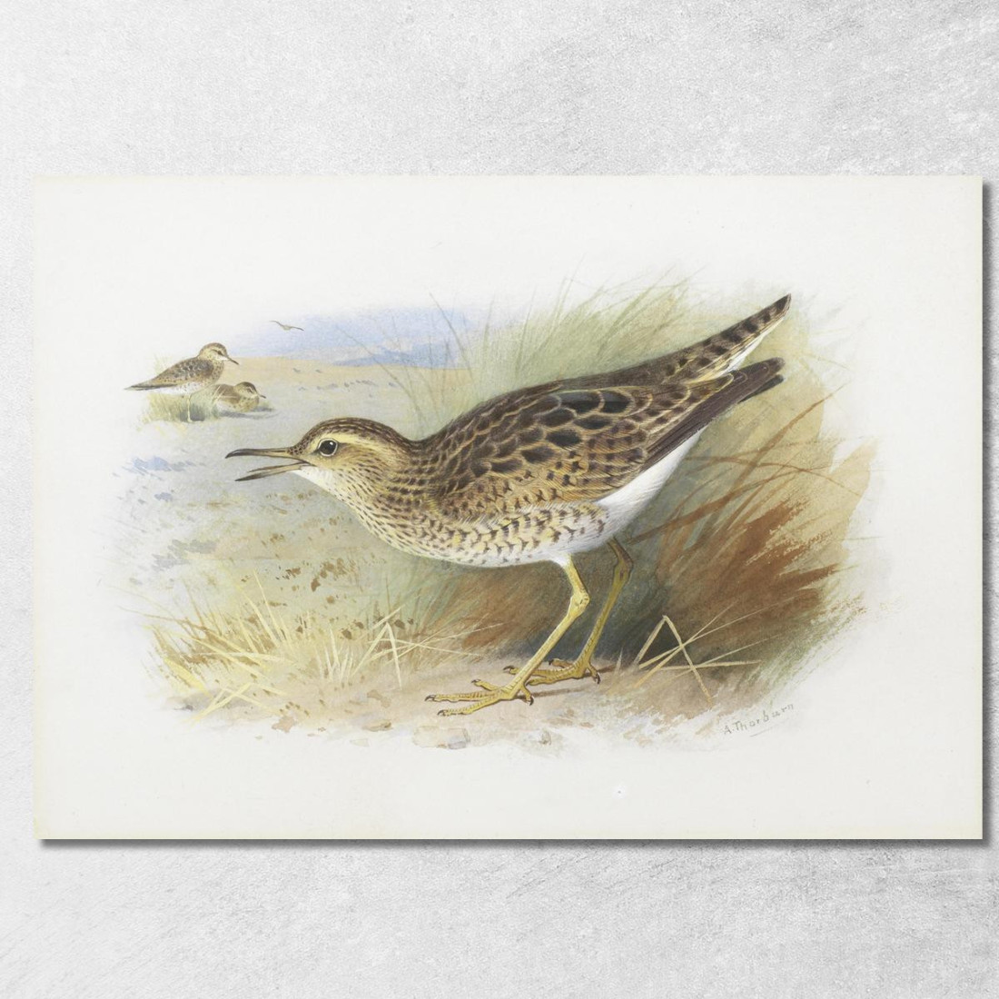 Piviere Di Bartram Archibald Thorburn ath19 quadro stampato su tela Piviere Di Bartram Archibald Thorburn ath19 quadro stampato su tela
