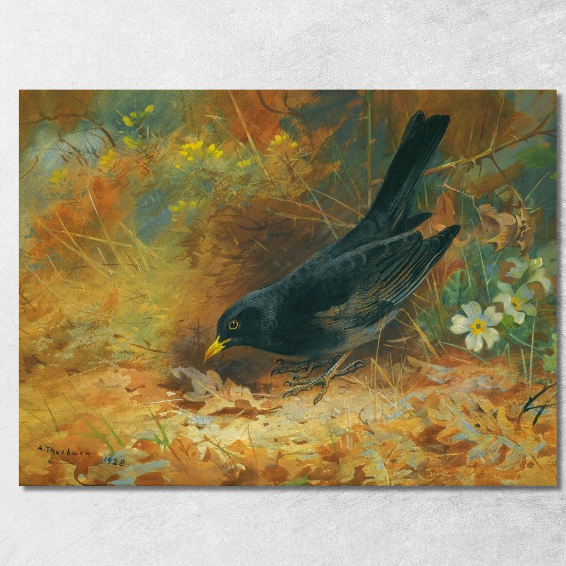 Merlo Archibald Thorburn ath22 quadro stampato su tela Merlo Archibald Thorburn ath22 quadro stampato su tela