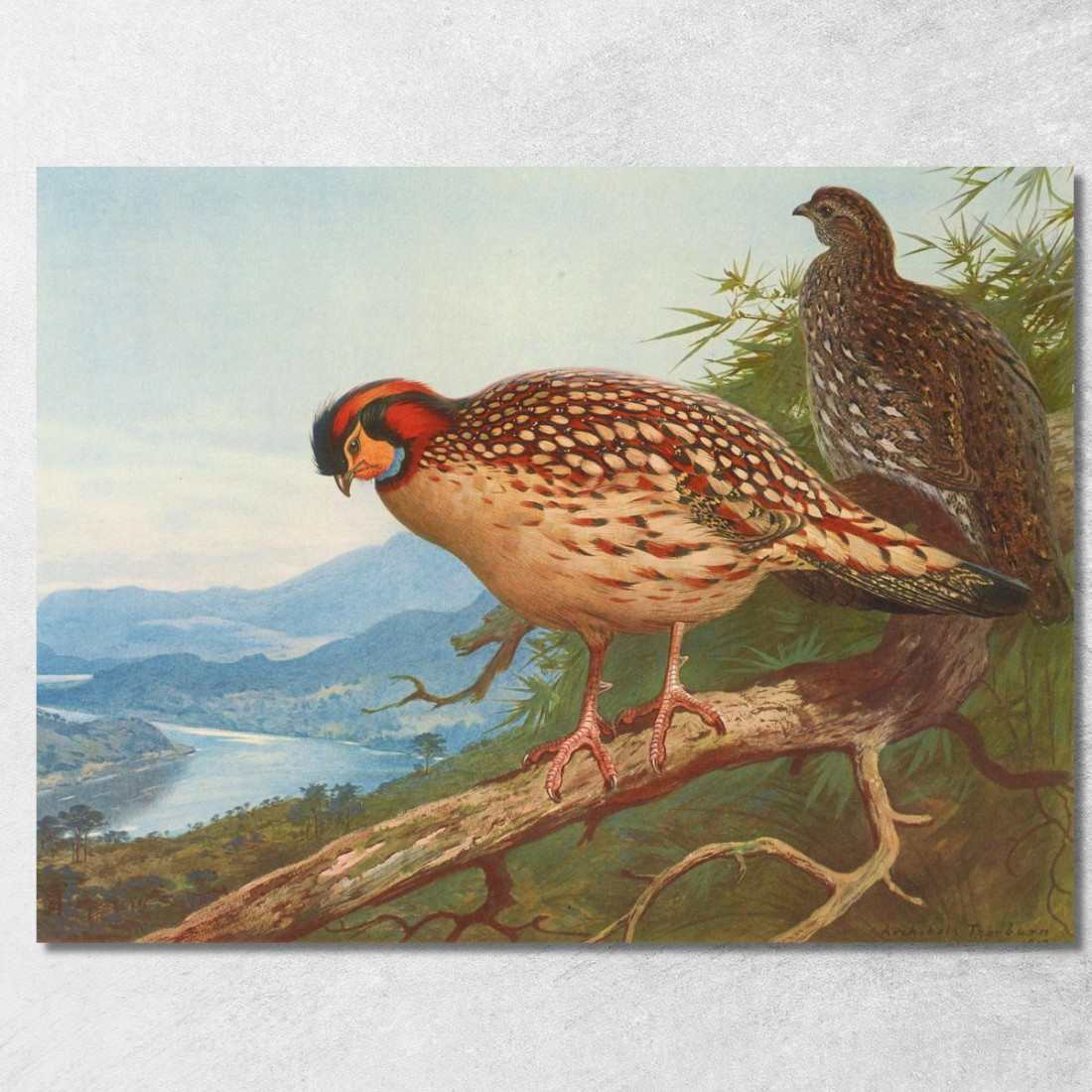 Tragopano Di Cabot Archibald Thorburn ath33 quadro stampato su tela Tragopano Di Cabot Archibald Thorburn ath33 quadro stampato su tela