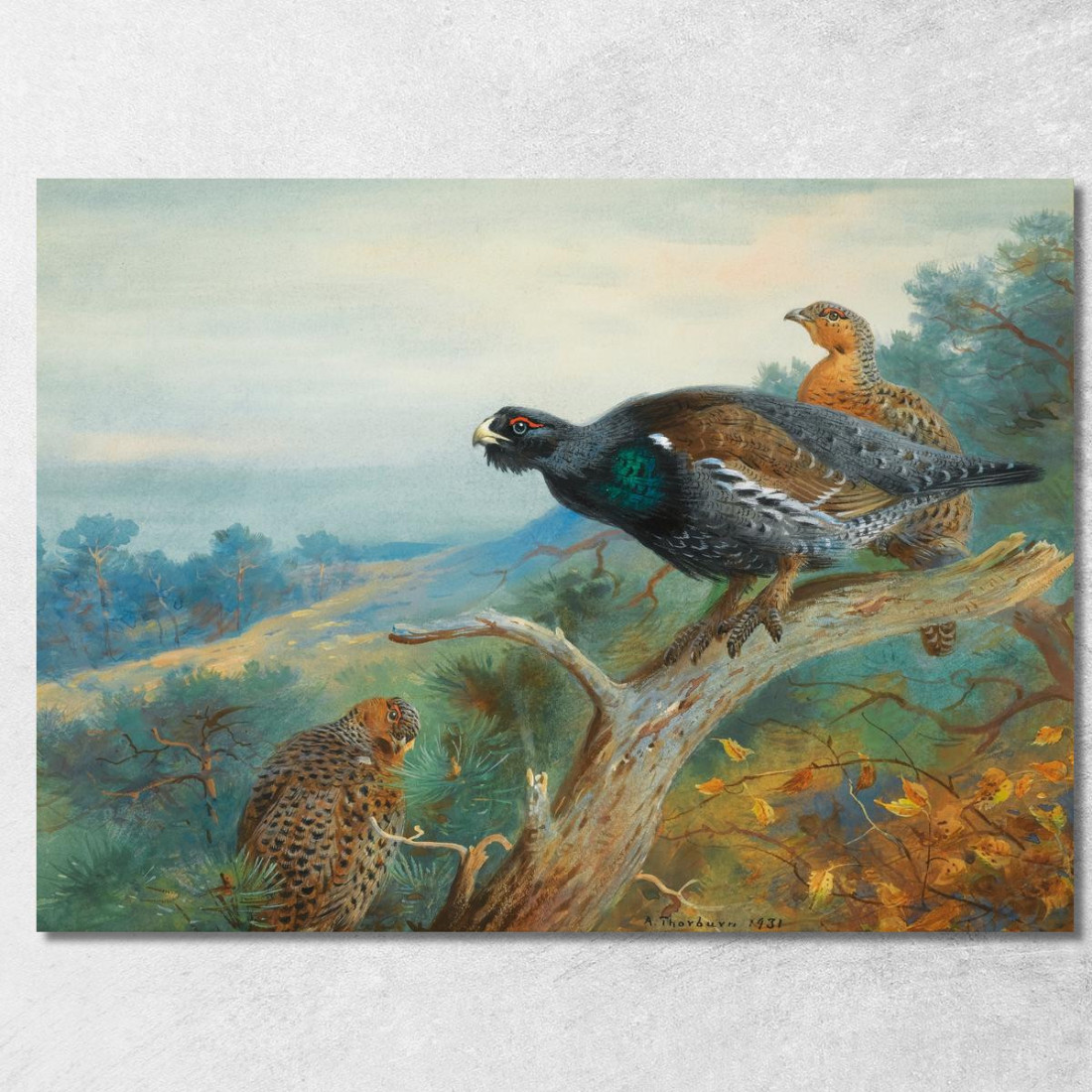 Gallo Cedrone Archibald Thorburn ath34 quadro stampato su tela Gallo Cedrone Archibald Thorburn ath34 quadro stampato su tela