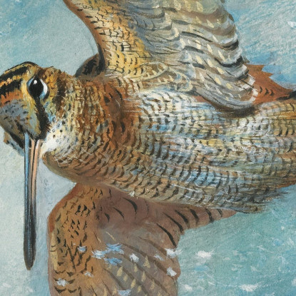 Beccaccia Sorpresa Da Una Bufera Archibald Thorburn ath35 quadro stampato su tela