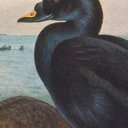 Moretta Comune Archibald Thorburn ath38 quadro stampato su tela