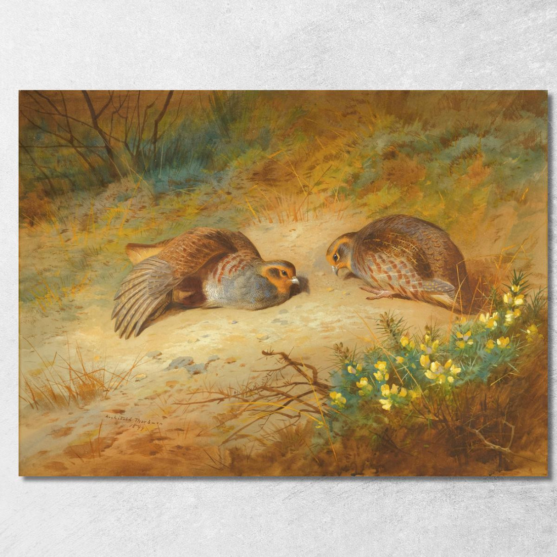Pernice Grigia Archibald Thorburn ath52 quadro stampato su tela Pernice Grigia Archibald Thorburn ath52 quadro stampato su tela
