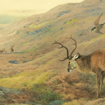 Nelle Highlands: Cervo Rosso Assalito Da Una Coppia Di Falchi Pellegrini Archibald Thorburn ath57 quadro stampato su tela