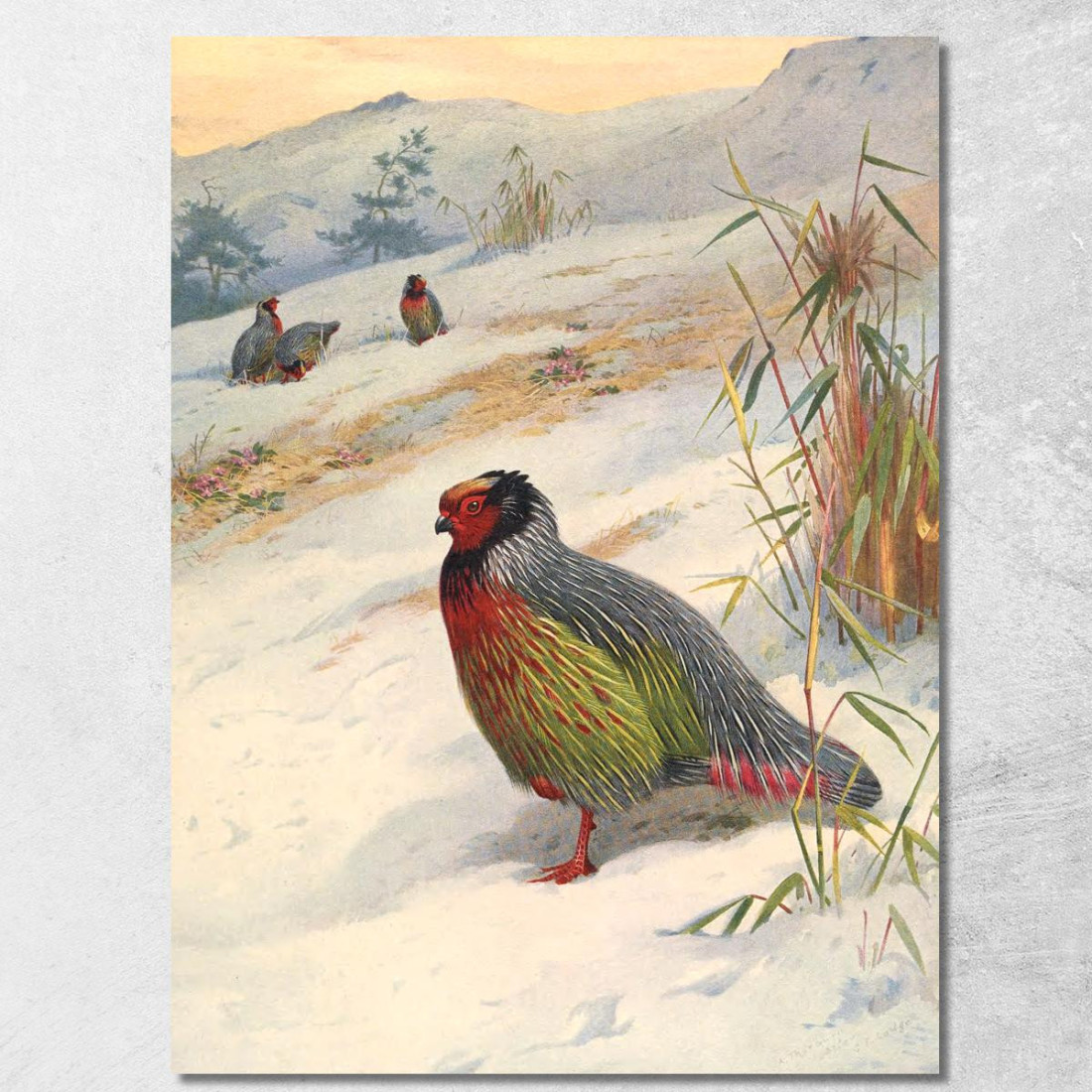 Pernice Sanguigna Di Kuser Archibald Thorburn ath60 quadro stampato su tela Pernice Sanguigna Di Kuser Archibald Thorburn ath60 quadro stampato su tela