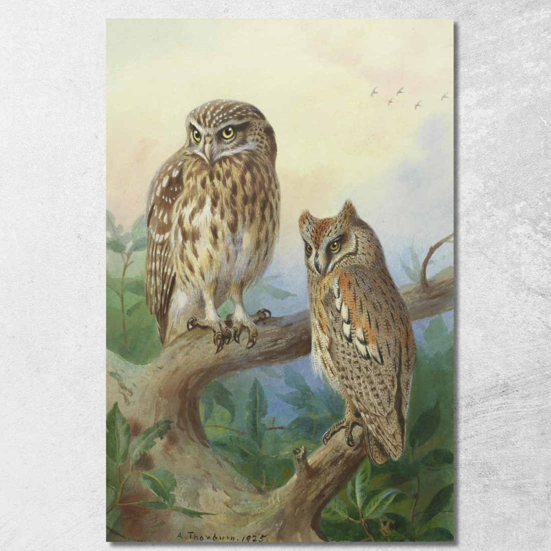 Civetta Nana E Assiolo Archibald Thorburn ath61 quadro stampato su tela Civetta Nana E Assiolo Archibald Thorburn ath61 quadro stampato su tela