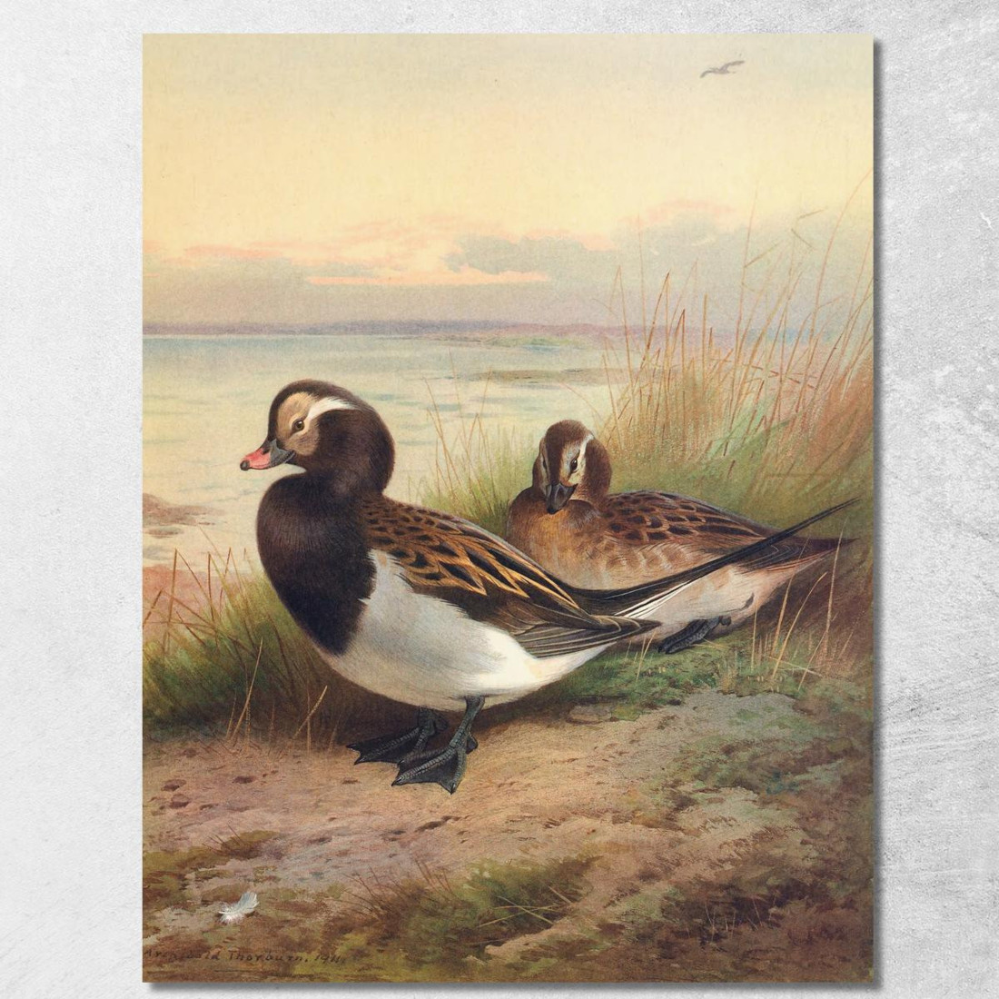 Moretta Codona In Estate Archibald Thorburn ath62 quadro stampato su tela Moretta Codona In Estate Archibald Thorburn ath62 quadro stampato su tela