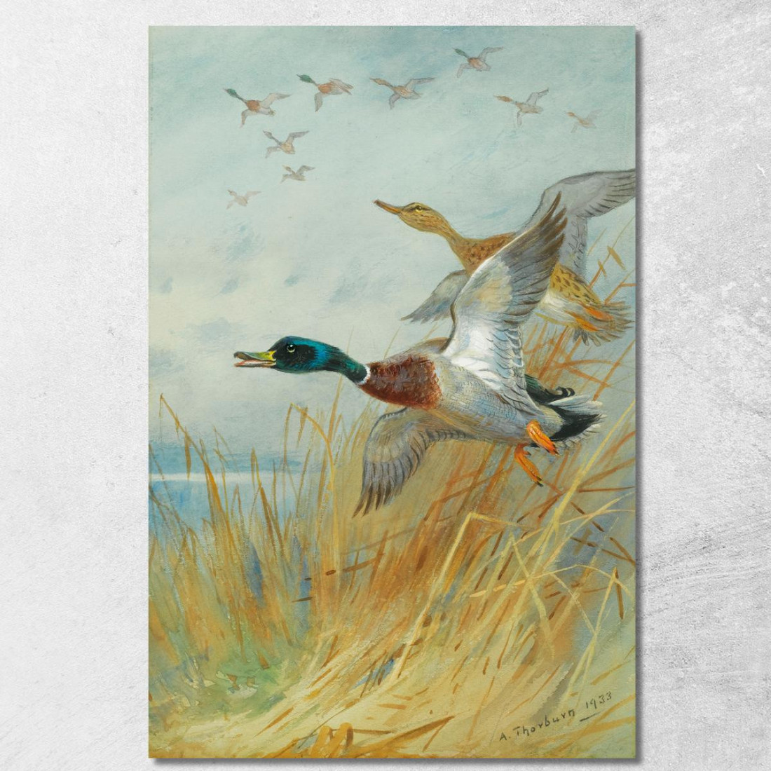 Germano Reale In Decollo Archibald Thorburn ath66 quadro stampato su tela Germano Reale In Decollo Archibald Thorburn ath66 quadro stampato su tela