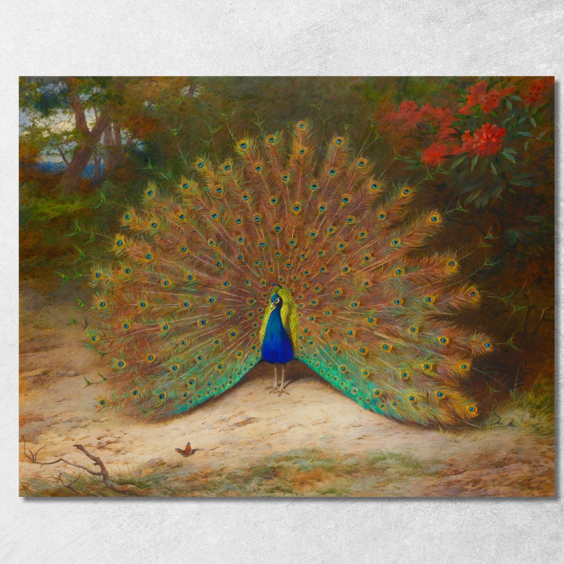 Pavone E Farfalla Del Pavone Archibald Thorburn ath76 quadro stampato su tela Pavone E Farfalla Del Pavone Archibald Thorburn ath76 quadro stampato su tela