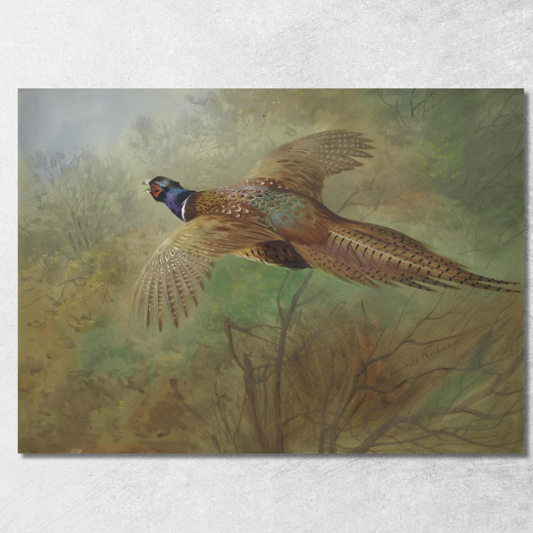 Fagiano In Volo Archibald Thorburn ath80 quadro stampato su tela Fagiano In Volo Archibald Thorburn ath80 quadro stampato su tela