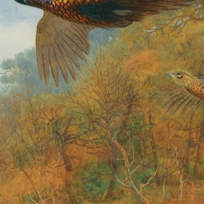 Fagiani Che Escono Dalla Copertura Archibald Thorburn ath82 quadro stampato su tela