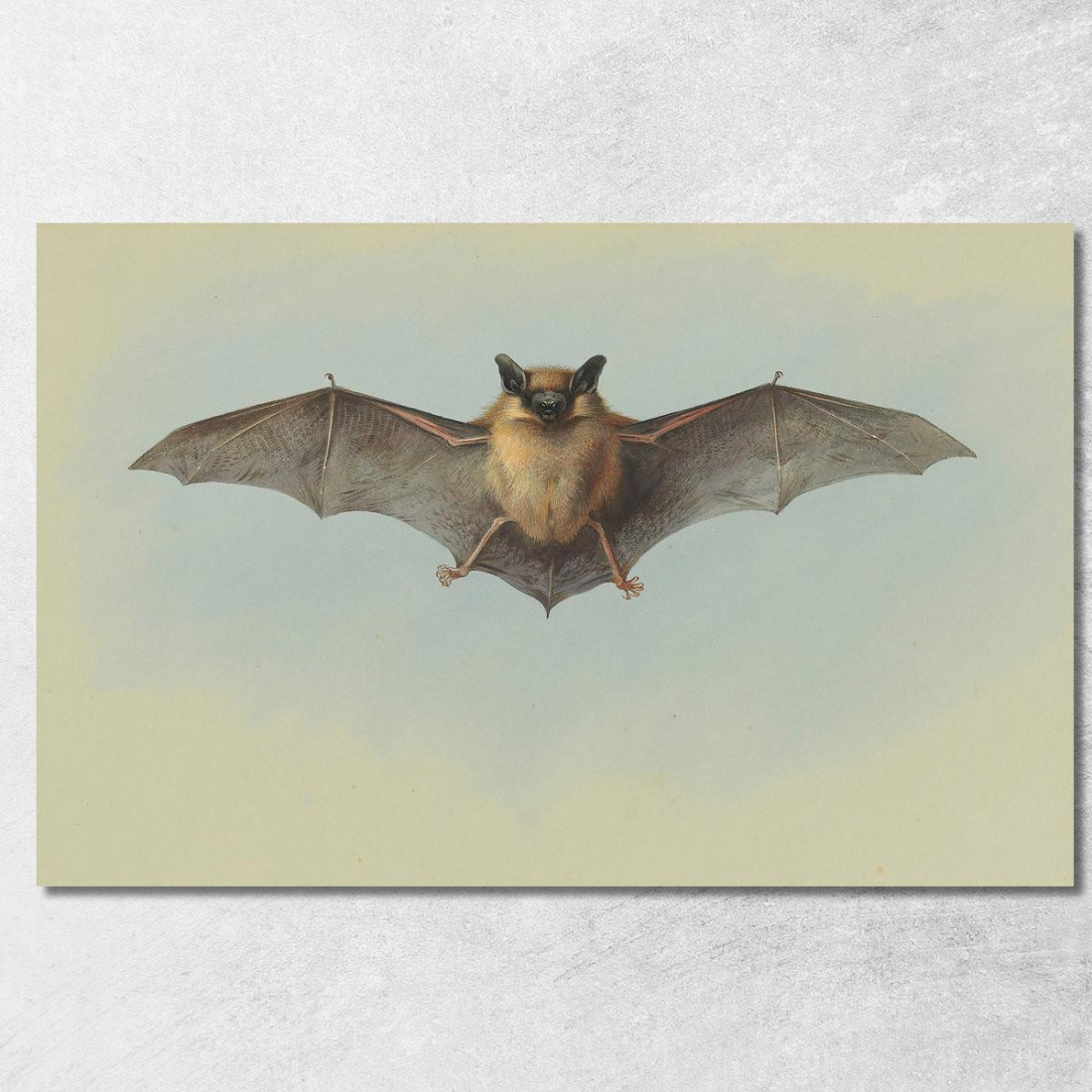 Studio Di Un Pipistrello Albolimbato Archibald Thorburn ath95 quadro stampato su tela Studio Di Un Pipistrello Albolimbato Archibald Thorburn ath95 quadro stampato su tela