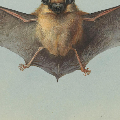 Studio Di Un Pipistrello Albolimbato Archibald Thorburn ath95 quadro stampato su tela