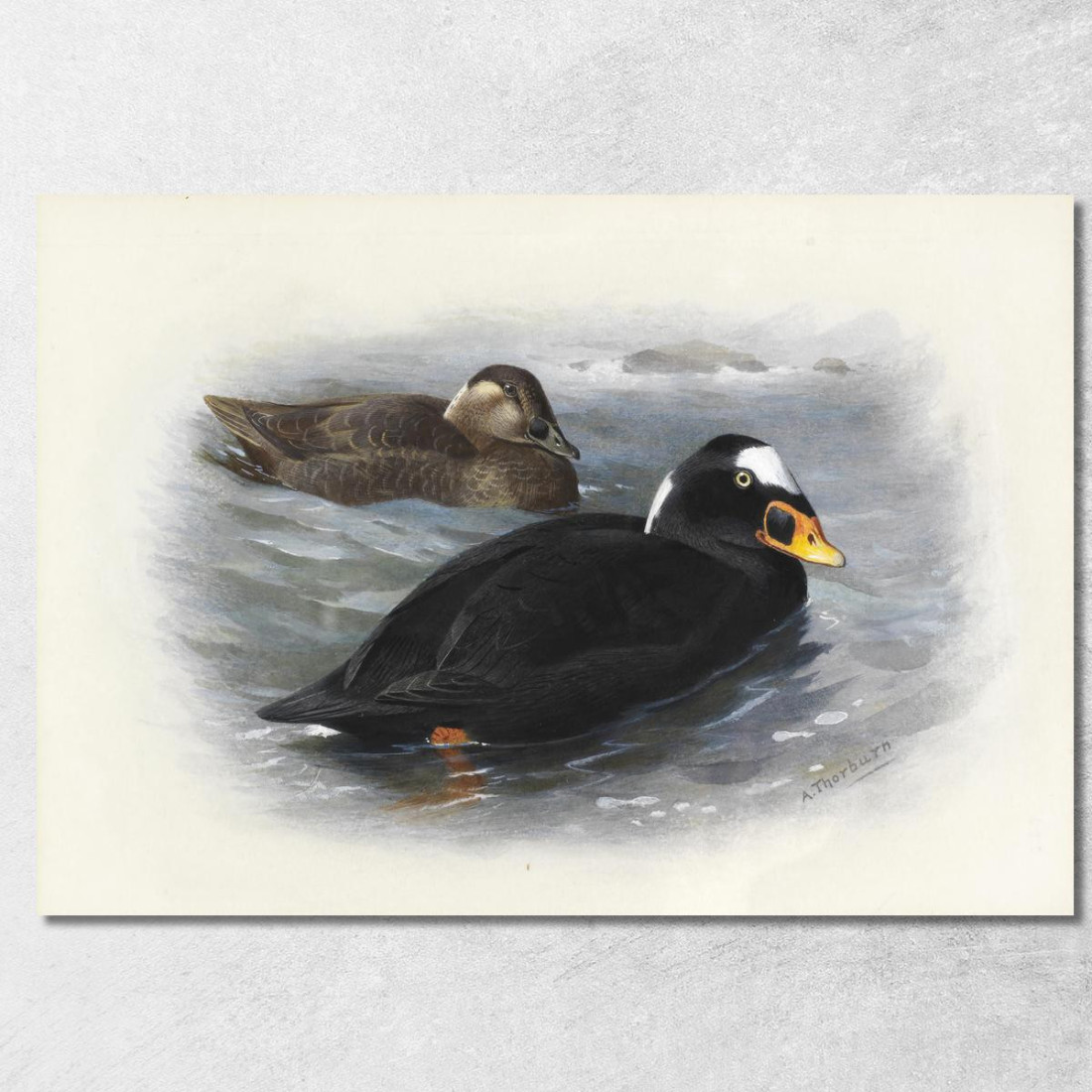 Orco Marino Archibald Thorburn ath96 quadro stampato su tela Orco Marino Archibald Thorburn ath96 quadro stampato su tela