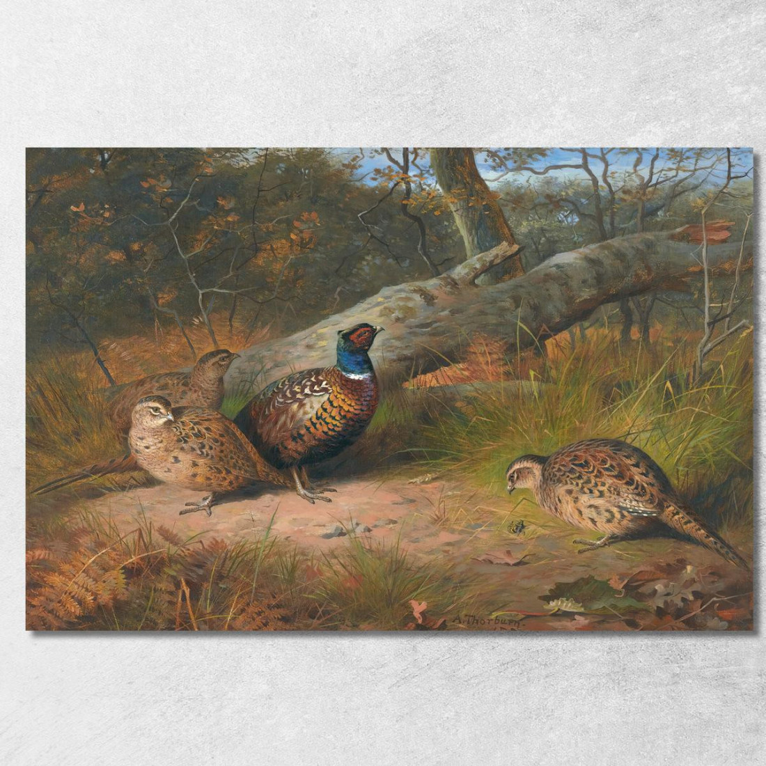 Il Faggio Caduto - Un Gallo E Tre Fagiane Con Una Vespa Archibald Thorburn ath101 quadro stampato su tela Il Faggio Caduto - Un Gallo E Tre Fagiane Con Una Vespa Archibald Thorburn ath101 quadro stampato su tela