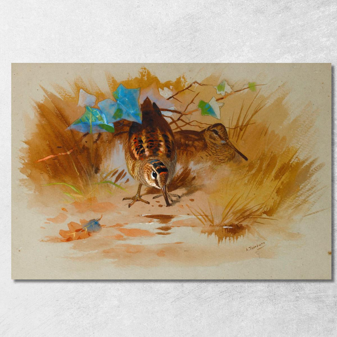Beccaccia In Una Conca Sabbiosa Archibald Thorburn ath113 quadro stampato su tela Beccaccia In Una Conca Sabbiosa Archibald Thorburn ath113 quadro stampato su tela
