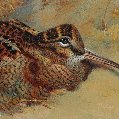 Beccaccia Rifugiata Nelle Dune Di Sabbia Archibald Thorburn ath114 quadro stampato su tela