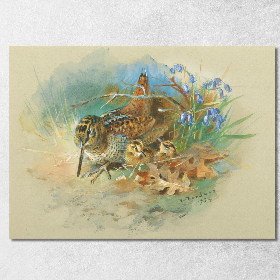 Beccaccia Con I Piccoli Archibald Thorburn ath116 quadro stampato su tela Beccaccia Con I Piccoli Archibald Thorburn ath116 quadro stampato su tela