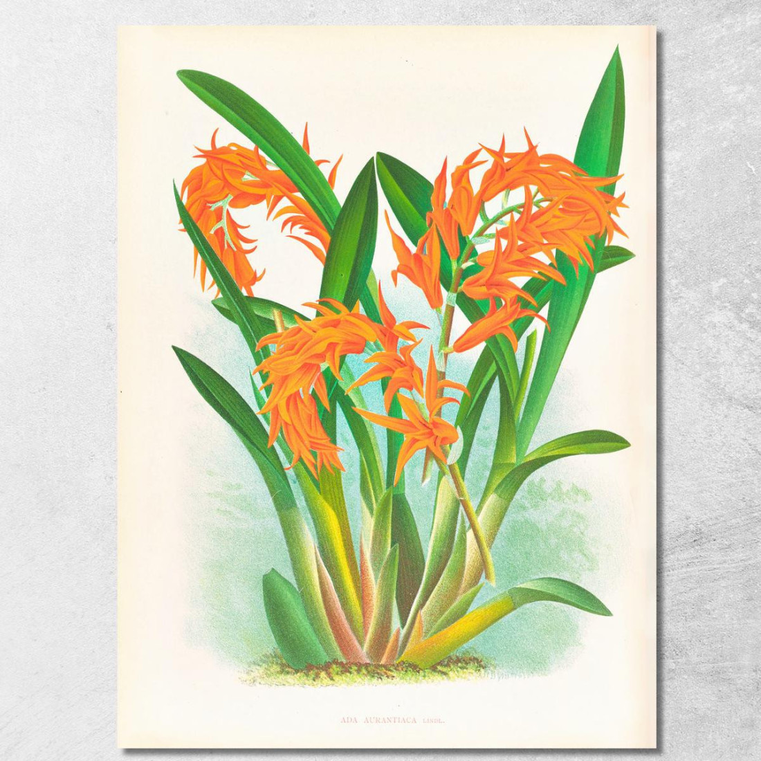 Illustrazioni Botaniche Ada Aurantiaca Jean Jules Linden jjl1 quadro stampato su tela Illustrazioni Botaniche Ada Aurantiaca Jean Jules Linden jjl1 quadro stampato su tela