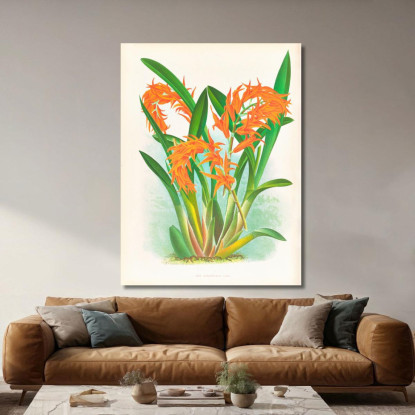 Illustrazioni Botaniche Ada Aurantiaca Jean Jules Linden jjl1 quadro stampato su tela