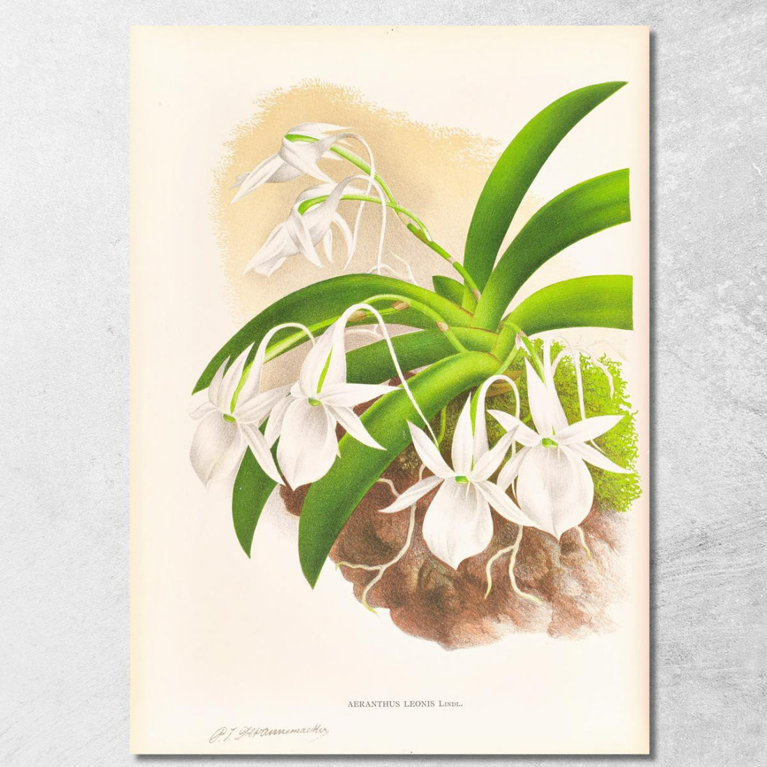 Illustrazioni Botaniche Aeranthus Leonis Jean Jules Linden jjl2 quadro stampato su tela Illustrazioni Botaniche Aeranthus Leonis Jean Jules Linden jjl2 quadro stampato su tela