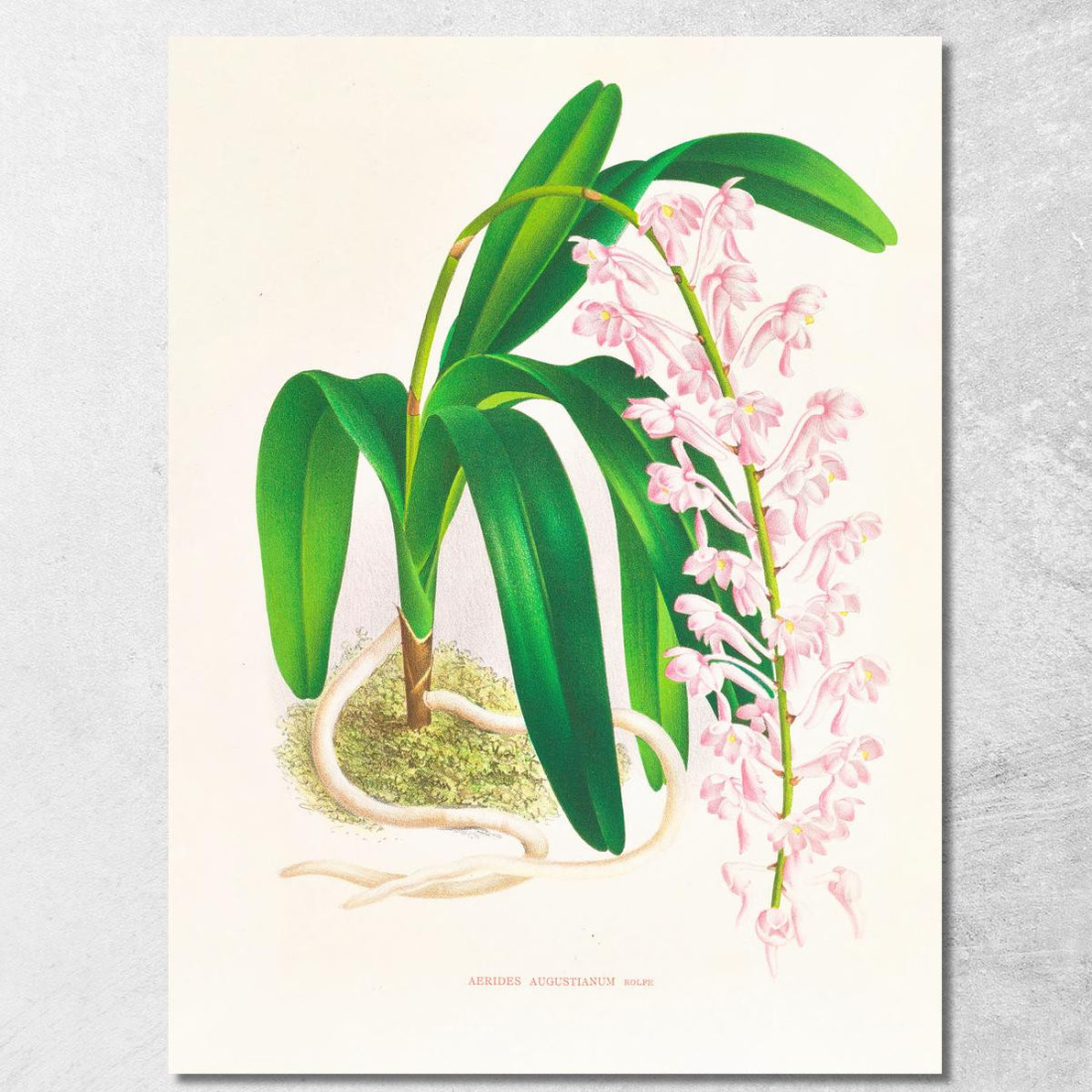 Illustrazioni Botaniche Aerides Augustianum Jean Jules Linden jjl3 quadro stampato su tela Illustrazioni Botaniche Aerides Augustianum Jean Jules Linden jjl3 quadro stampato su tela