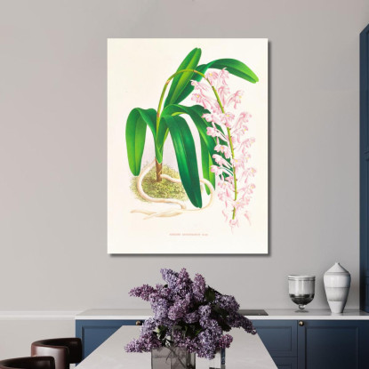 Illustrazioni Botaniche Aerides Augustianum Jean Jules Linden jjl3 quadro stampato su tela