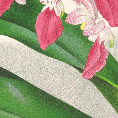 Illustrazioni Botaniche Aerides Maculosum Jean Jules Linden jjl4 quadro stampato su tela