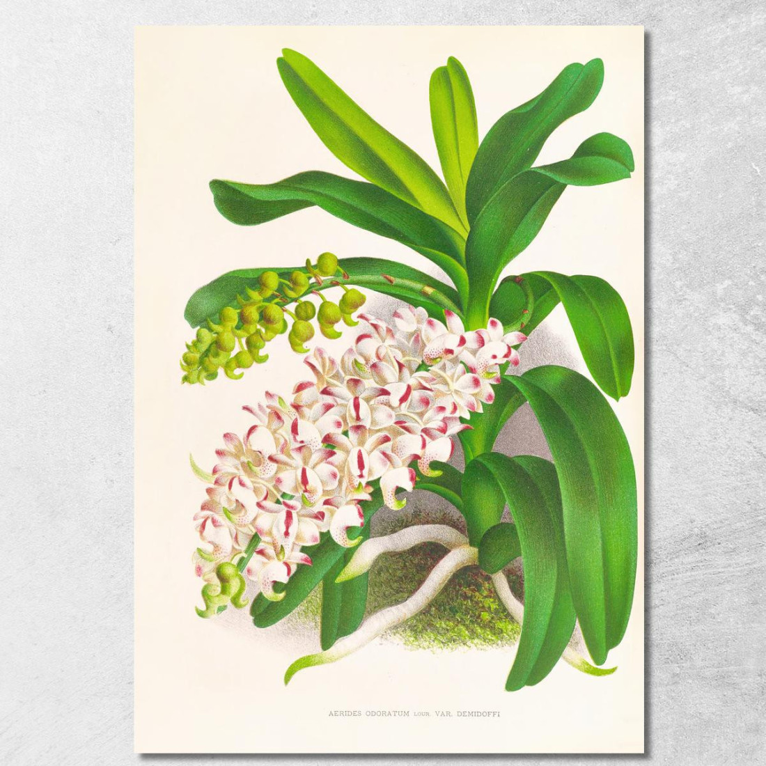 Illustrazioni Botaniche Aerides Odoratum Jean Jules Linden jjl5 quadro stampato su tela Illustrazioni Botaniche Aerides Odoratum Jean Jules Linden jjl5 quadro stampato su tela