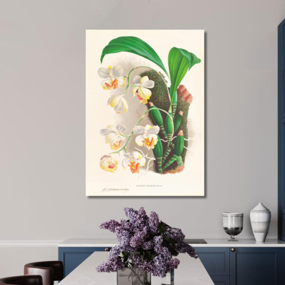 Illustrazioni Botaniche Aganisia Tricolor Jean Jules Linden jjl7 quadro stampato su tela