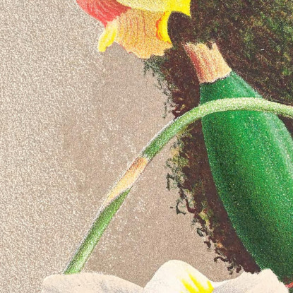 Illustrazioni Botaniche Aganisia Tricolor Jean Jules Linden jjl7 quadro stampato su tela