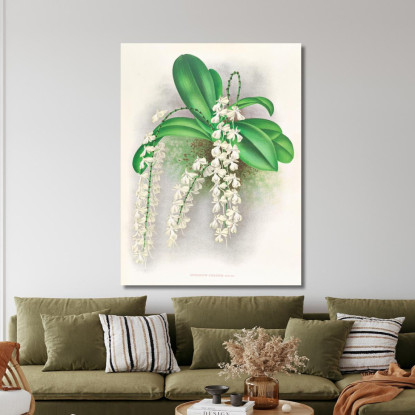 Illustrazioni Botaniche Angraecum Citratum Jean Jules Linden jjl8 quadro stampato su tela