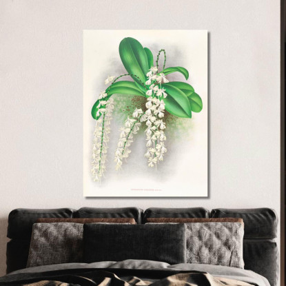 Illustrazioni Botaniche Angraecum Citratum Jean Jules Linden jjl8 quadro stampato su tela