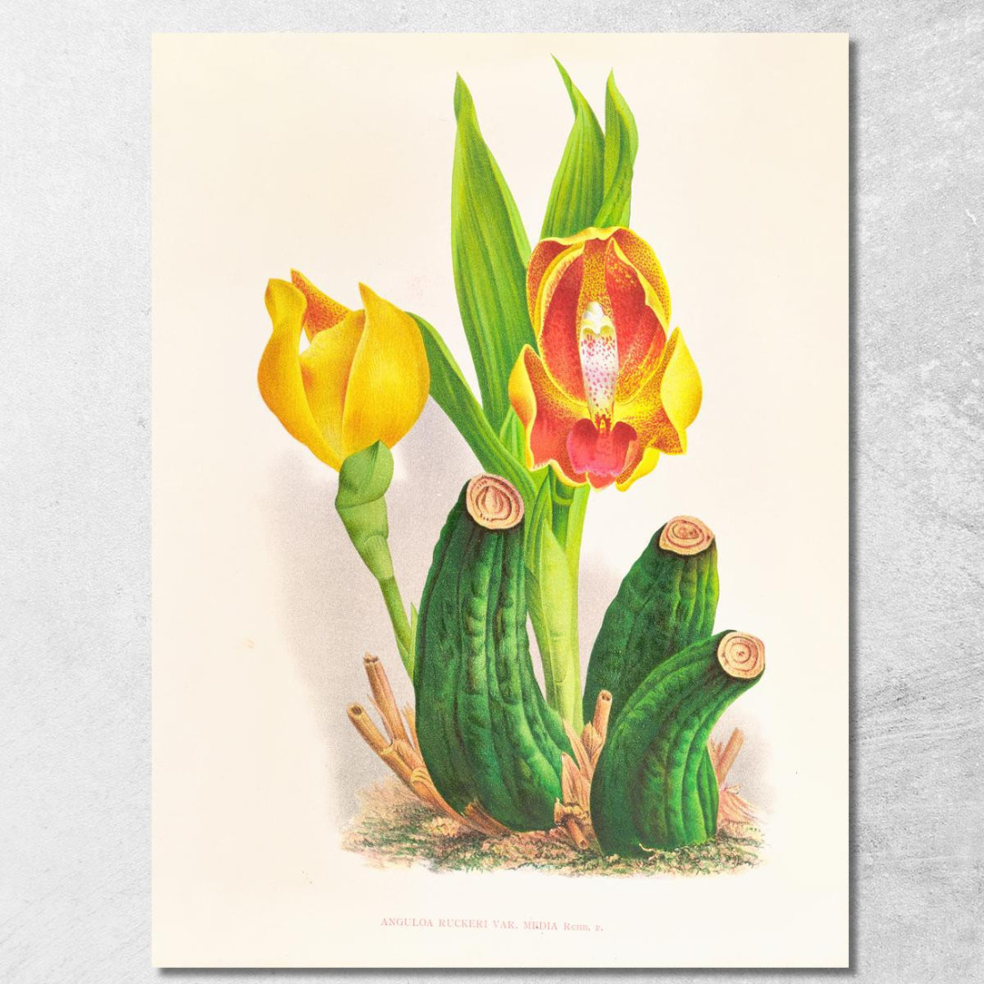 Illustrazioni Botaniche Anguloa Ruckeri Var Media Jean Jules Linden jjl11 quadro stampato su tela Illustrazioni Botaniche Anguloa Ruckeri Var Media Jean Jules Linden jjl11 quadro stampato su tela
