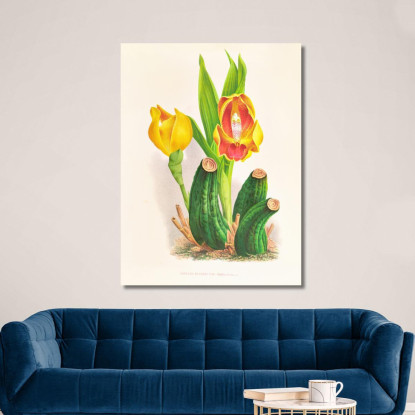 Illustrazioni Botaniche Anguloa Ruckeri Var Media Jean Jules Linden jjl11 quadro stampato su tela