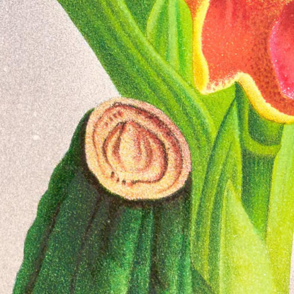 Illustrazioni Botaniche Anguloa Ruckeri Var Media Jean Jules Linden jjl11 quadro stampato su tela