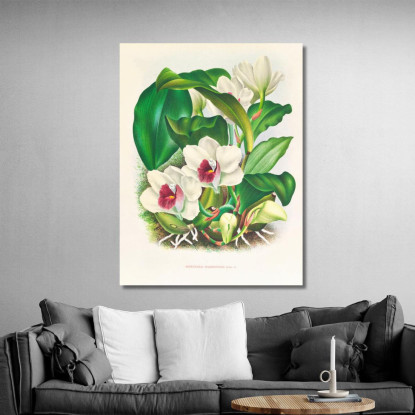 Illustrazioni Botaniche Bifrenaria Harrisoniae Jean Jules Linden jjl13 quadro stampato su tela