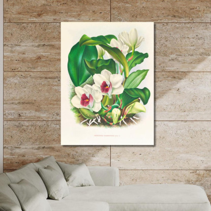 Illustrazioni Botaniche Bifrenaria Harrisoniae Jean Jules Linden jjl13 quadro stampato su tela