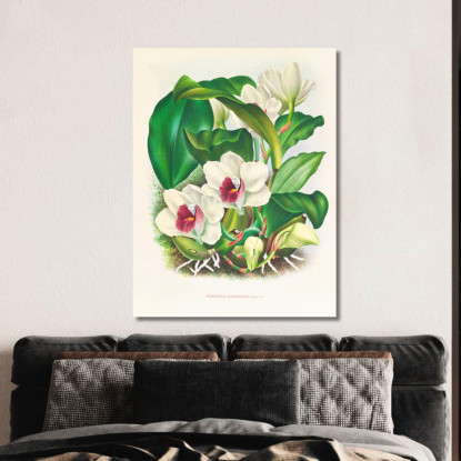 Illustrazioni Botaniche Bifrenaria Harrisoniae Jean Jules Linden jjl13 quadro stampato su tela