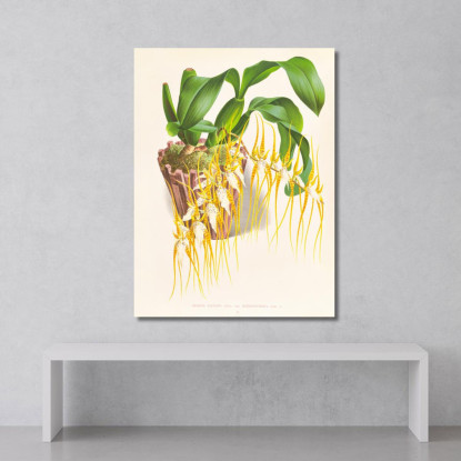 Illustrazioni Botaniche Brassia Caudata Jean Jules Linden jjl16 quadro stampato su tela