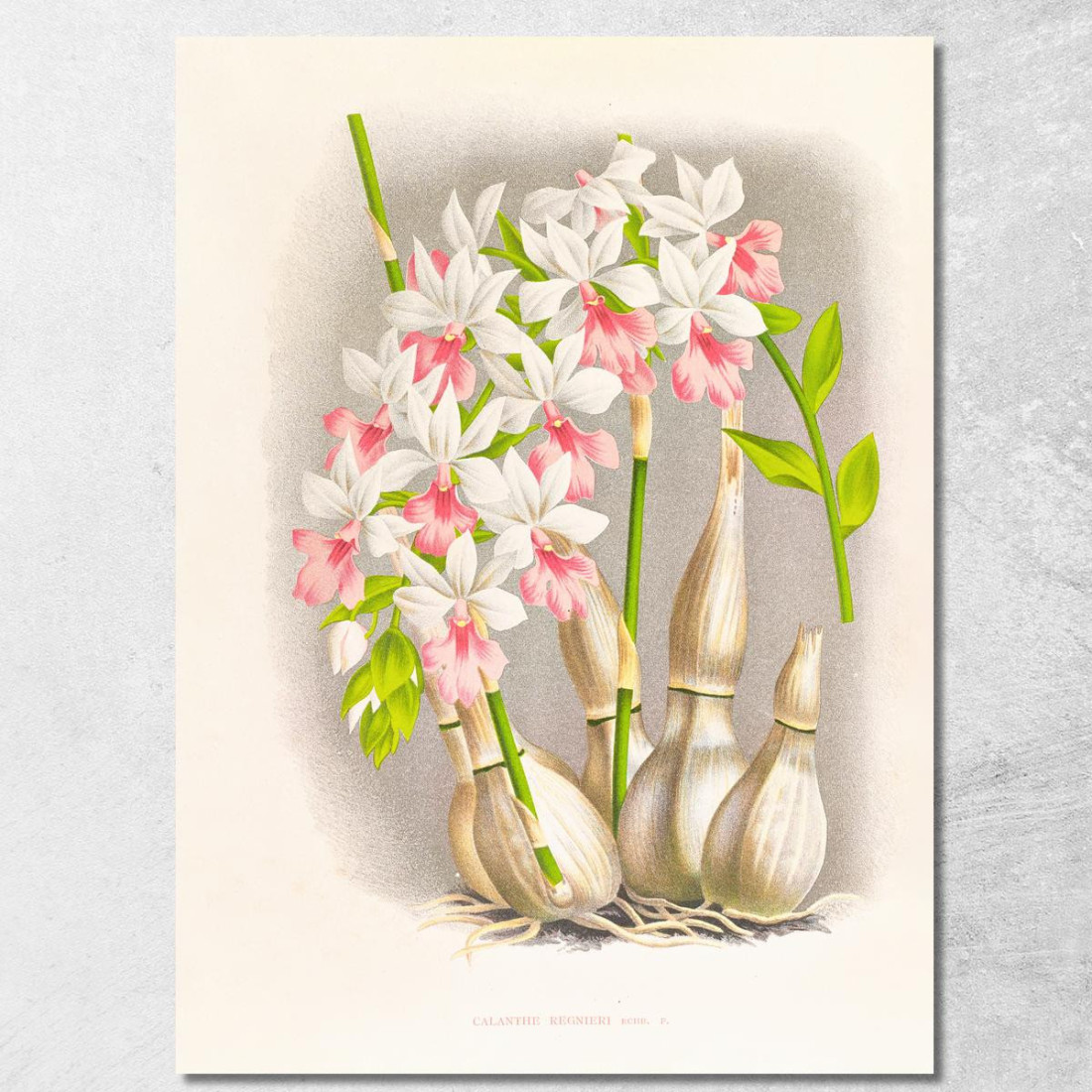Illustrazioni Botaniche Calanthe Regnieri Jean Jules Linden jjl18 quadro stampato su tela Illustrazioni Botaniche Calanthe Regnieri Jean Jules Linden jjl18 quadro stampato su tela