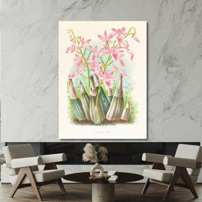 Illustrazioni Botaniche Calanthe Veitchi Jean Jules Linden jjl19 quadro stampato su tela