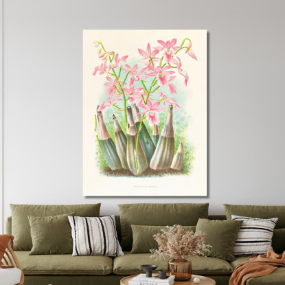 Illustrazioni Botaniche Calanthe Veitchi Jean Jules Linden jjl19 quadro stampato su tela