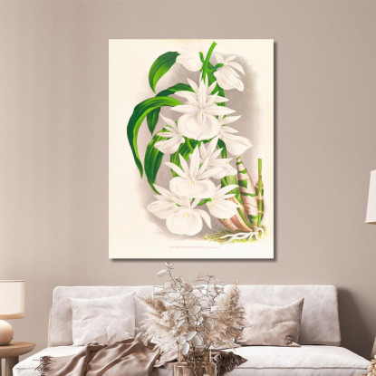 Illustrazioni Botaniche Catasetum Bungerothi Jean Jules Linden jjl20 quadro stampato su tela