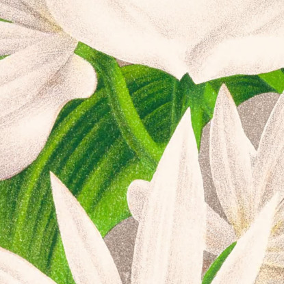 Illustrazioni Botaniche Catasetum Bungerothi Jean Jules Linden jjl20 quadro stampato su tela