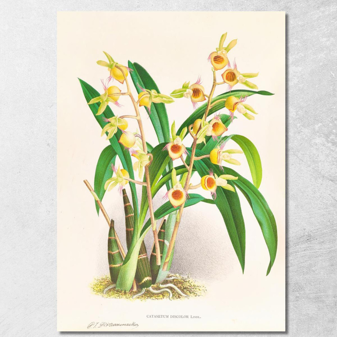 Illustrazioni Botaniche Catasetum Discolor Jean Jules Linden jjl21 quadro stampato su tela Illustrazioni Botaniche Catasetum Discolor Jean Jules Linden jjl21 quadro stampato su tela