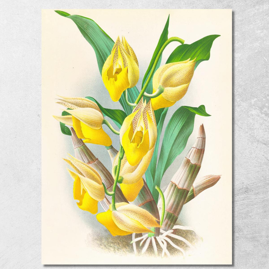 Illustrazioni Botaniche Catasetum Macrocarpum Jean Jules Linden jjl23 quadro stampato su tela Illustrazioni Botaniche Catasetum Macrocarpum Jean Jules Linden jjl23 quadro stampato su tela