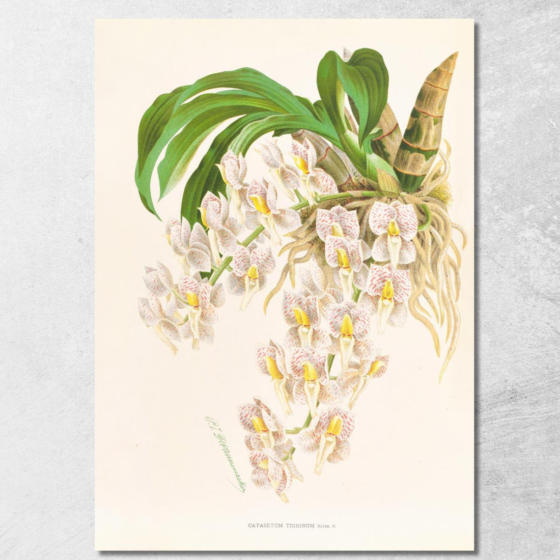 Illustrazioni Botaniche Catasetum Tigrinum Jean Jules Linden jjl25 quadro stampato su tela Illustrazioni Botaniche Catasetum Tigrinum Jean Jules Linden jjl25 quadro stampato su tela